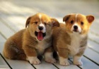 Welsh Pembroke corgi tri barevn� t. Byli vychov�ni v na�em dom� spolu se svou matkou a t�tou. s certifik�tem 5 generace, od�erven� o�kov�n� a mikro�ip