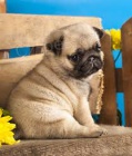 Mops �t��ata k dispozici milovn�k�m mops