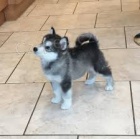 Alja�sk� d�ti Malamute jsou k dispozici co nejd��ve