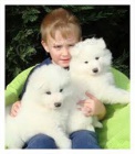samojed chlupat� �t���tka k adopci