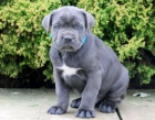 k dispozici �t��ata cane corso