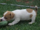 �t��ata Jack Russell Terrier zoufale tou�� po nov�ch rodi��ch