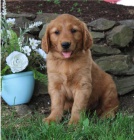 �t��ata zlat�ho retr�vra pot�ebuj� nov� rodiny.