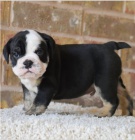 �t��ata anglick�ho buldoka jsou p�ipravena na setk�n� s nov�mi rodinami.