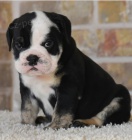 �t��ata anglick�ho buldoka jsou p�ipravena na setk�n� s nov�mi rodinami.