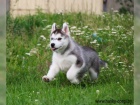 Cistokrevn� �tenata Sibirsky husky s v�born�m rodokmenem.