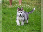 Cistokrevn� �tenata Sibirsky husky s v�born�m rodokmenem.