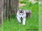 Cistokrevn� �tenata Sibirsky husky s v�born�m rodokmenem.