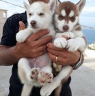 �t��ata sibi�sk�ho husky