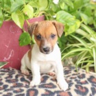 Roztomil� �t���tka jack russell