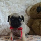 �t��ata mopsl�k� Carlino