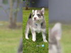  Sibi�sk� husky d�ti