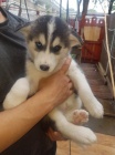 sibi�sk� husky