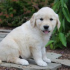 roztomil� �t���tka zlat�ho retr�vra