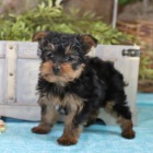 okouzluj�c� Jork��rsk� teri�r