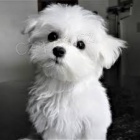 ��asn� maltsk� �t���tka