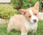 Okouzluj�c� vel�sk� Corgi (Pembroke)