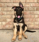 �t��ata n�meck�ho ov��ka