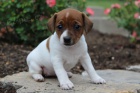 �t��ata Jack Russell Terrier