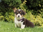 Roztomil� �t��ata vel�sk� Corgi Pembroke