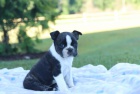�t��ata Boston Terrier k adopci