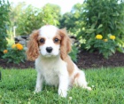 miluj�c� Cavalier King Charles Spaniel k dispozici