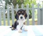 kr�sn� �t���tka Beagle k dispozici