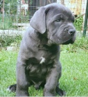 �t���tka Cane Corso pro nov� domov