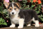 Welsh Pembroke corgi tri barevn� t. Byli vychov�ni v na�em dom� spolu se svou matkou a t�tou. s certifik�tem 5 generace, od�erven� o�kov�n�