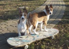 2 Basenji loveck� �t��ata e