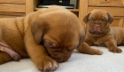 �t��ata Dogue De Bordeaux