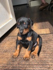  �t��ata Dobermann
