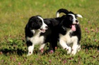 Border Collie �t��ata  dispozici mu� a �ena
