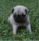 Zdrav� �t���tka Pug jsou p�ipravena pro nov� rodiny.