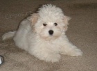 Fantastick� �t��ata Coton De Tulear