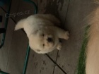 Chow chows    , z�znamy veterin��e a 1yr z�ruka genetick�ho zdrav�.