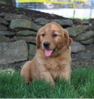 �t��ata zlat�ho retr�vra jsou p�ipravena k adopci.