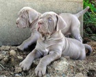 �t��ata Neapolitan Mastiff