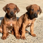 �t��ata Rod�zsk� ridgeback