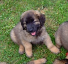 Zdrav� �t���tka leonberger pro nov� domov