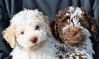 �t��ata Lagotto Romagnolo pro nov� domov