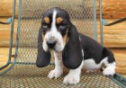 Basset Hound �t��ata k adopci