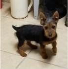 �t��ata australsk�ho teri�ra jsou zdrav� a p�ipraven� na nov� rodiny.