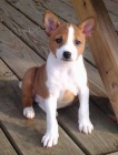 Basenji �t��ata k adopci