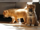 Shiba Inus pro nov� domovy k adopci