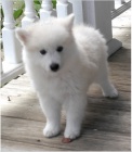 Spitz pupiees jsou p�ipraveny k adopci