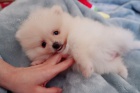 �iv� �t��ata pomeranian� na prodej