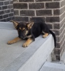 kr�sn� * �t��ata n�meck�ho ov��ka ** 