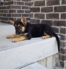 kr�sn� * �t��ata n�meck�ho ov��ka ** 