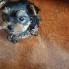 Kr�sn� �t���tka jorkshire